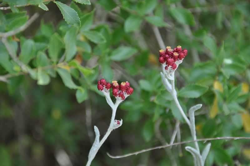 פרחי דם המכבים בדרך לתל גודד בשפלה
