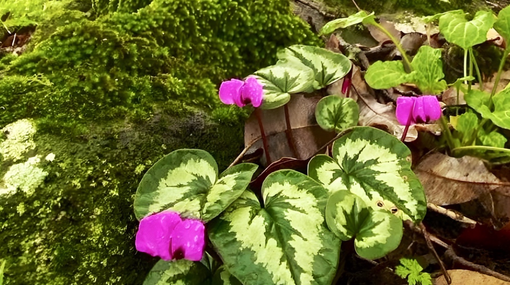 רקפות יווניות פורחות בשמורת רכס בשנית - צפון רמת הגולן