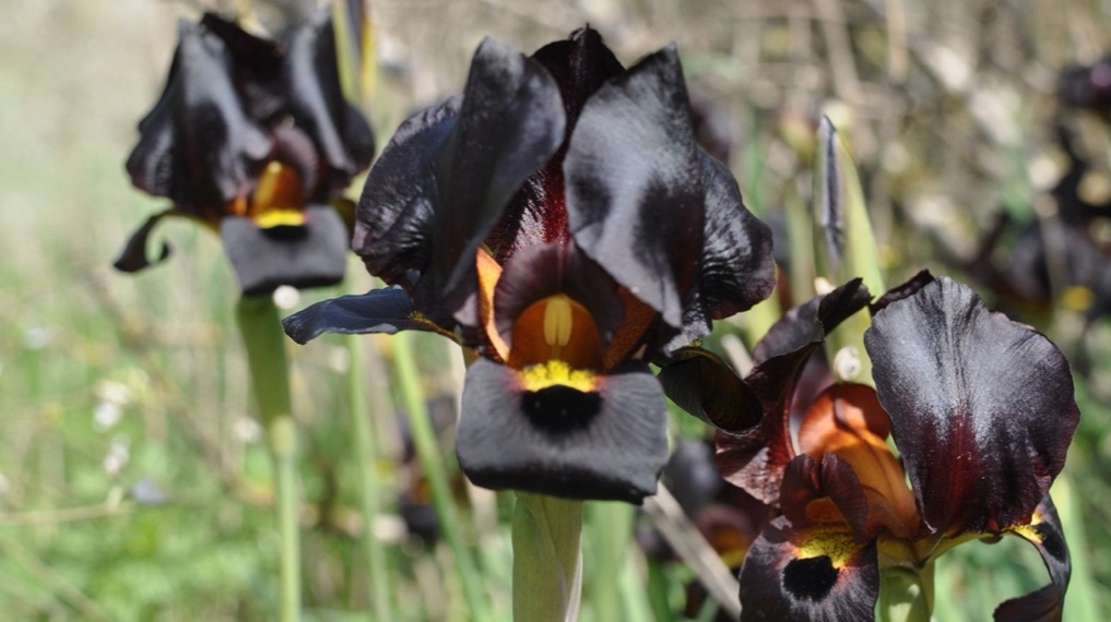 פרחי איריס ארגמן בפריחה מרשימה בגבעת חומרה - מישור החוף הדרומי