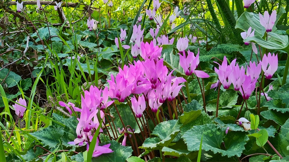רקפות פורחות בצפיפות תחת החורש בטל שחר - השפלה