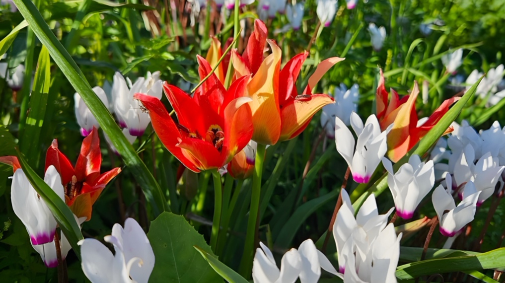 צבעונים ורקפות בפריחה יפה בגבעת הפריחה לצד בריכות הדגים של מעגן מיכאל - מישור החוף הצפוני