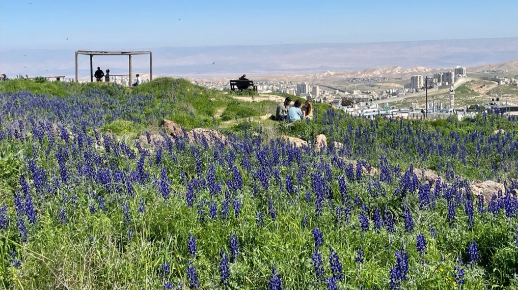 תורמוסים פורחים על הגבעה ובשוליה, גבעת מיצפתל בארמון הנציב בירושלים