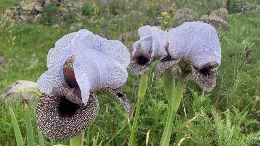 איריס הגולן בפריחה בצומת המפלים - מרכז רמת הגולן