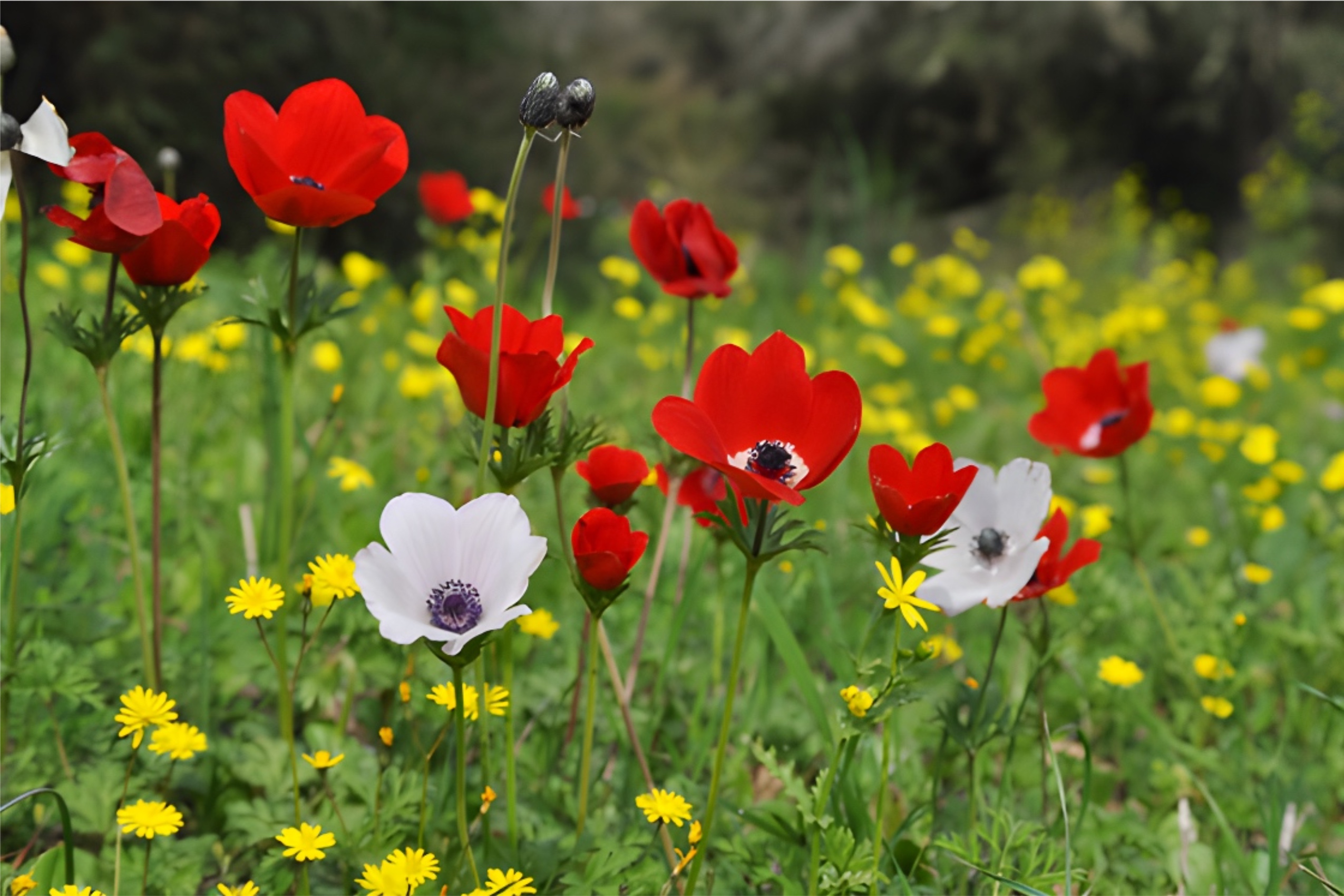 כלניות וסביונים בפריחה ביער הסוללים - הגליל התחתון