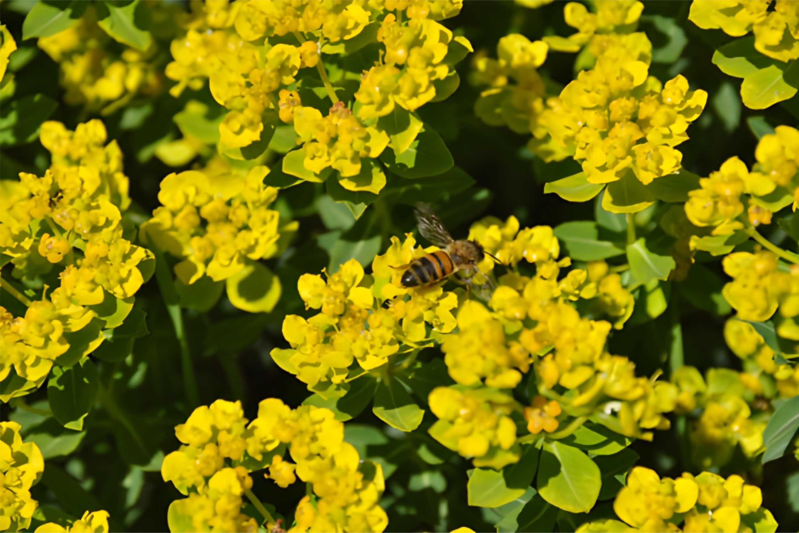 פריחת חלבלובים ברמת הנדיב