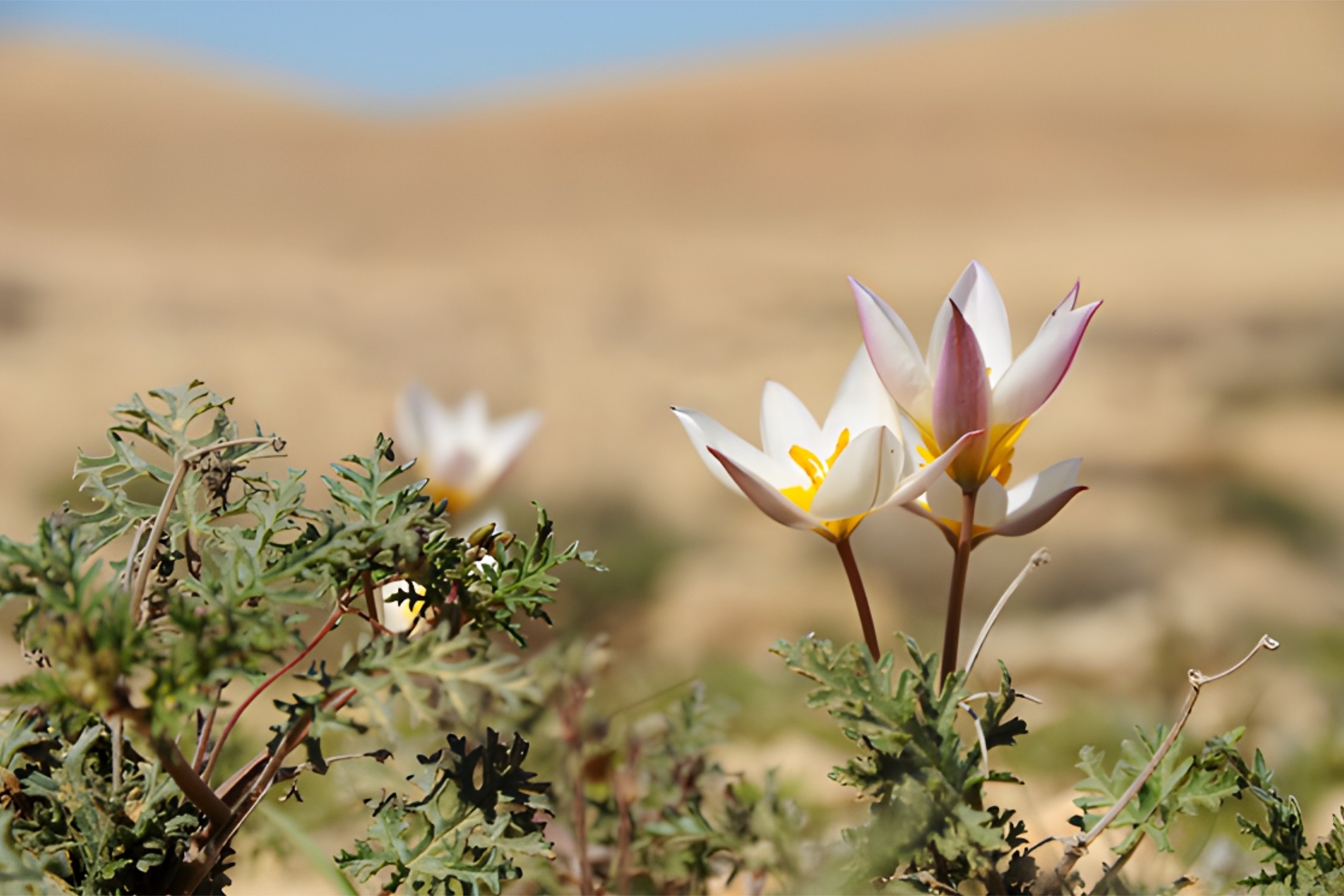 צבעוני ססגוני בפריחה בשביל המוביל אל נחל עקרב - הר הנגב