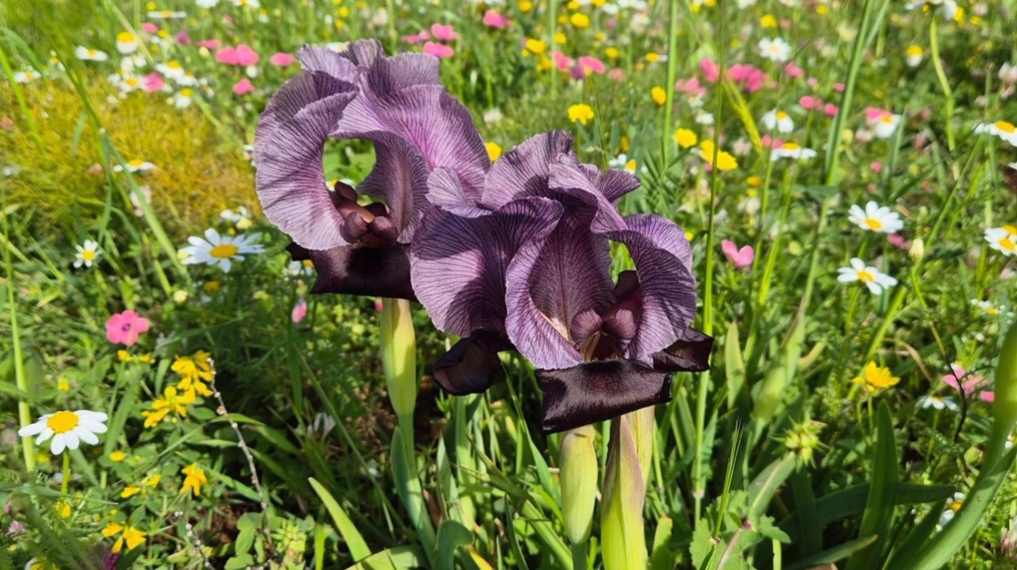 איריס הגלבוע בפריחה בהר ברקן - הגלבוע