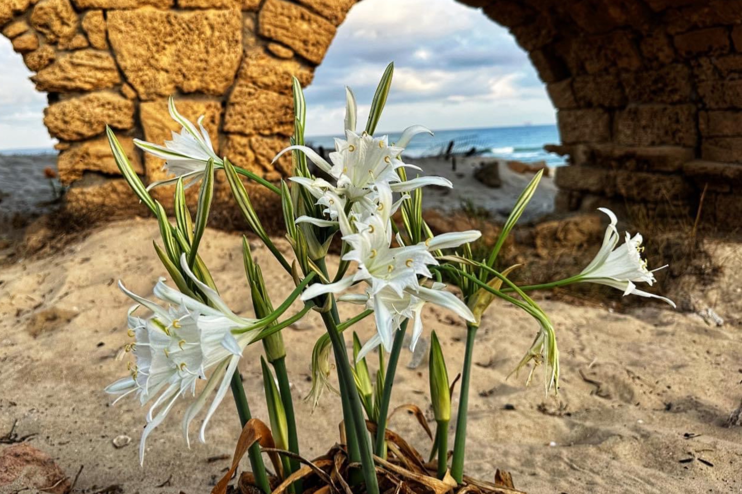 פריחת חבצלות באמת המים בקיסריה