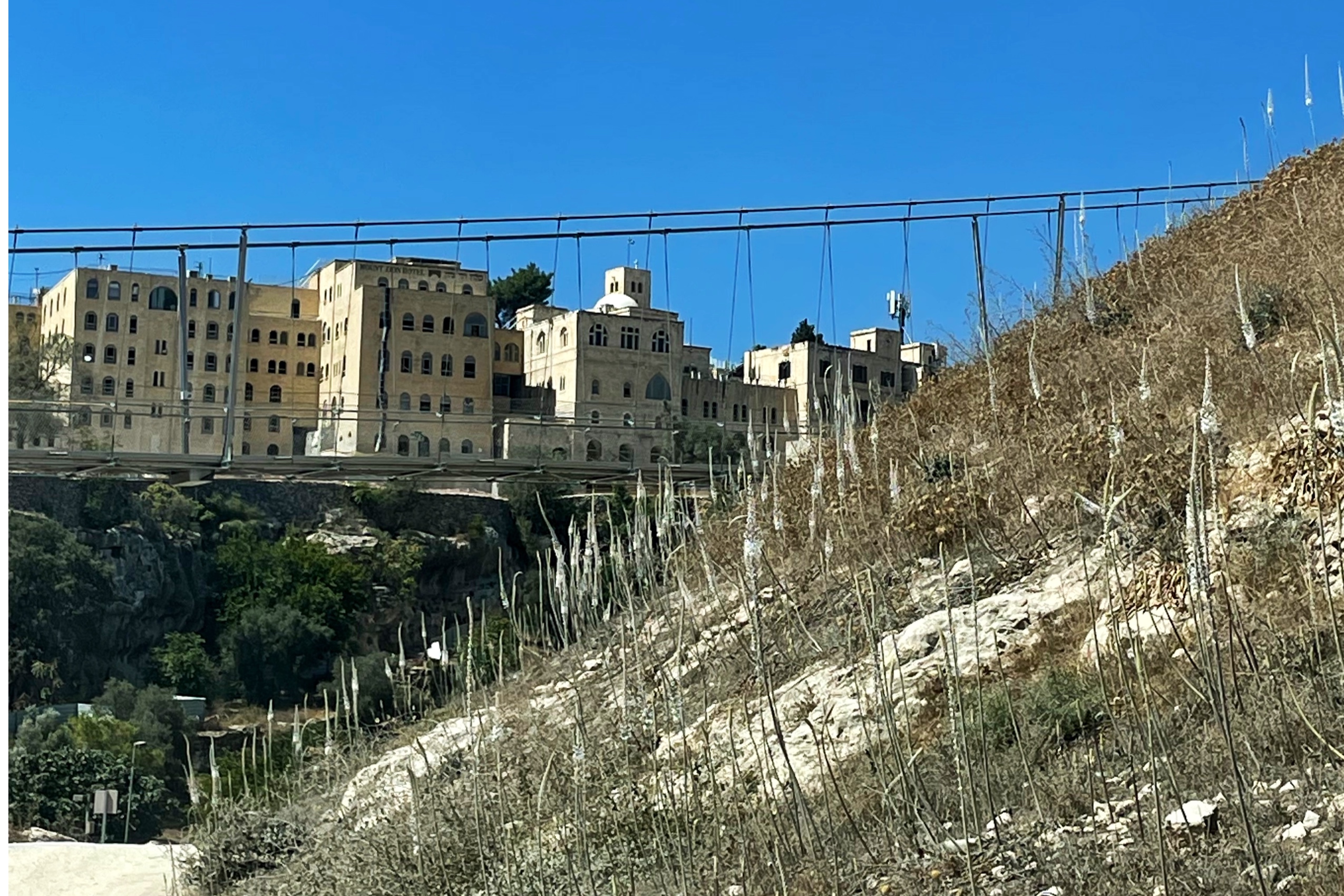 פריחת חצבים במורדות הר ציון, תחת גשר החבלים בגיא בן הינום בירושלים