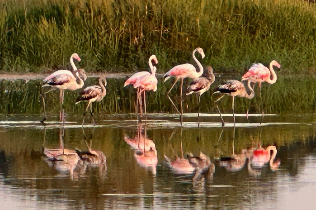 להקת פלמינגו בבריכות הדגים של נחשולים - מישור החוף