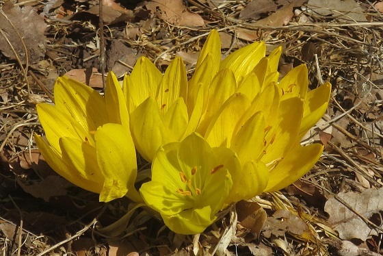 חלמוניות בשמורת בשנית חזקה