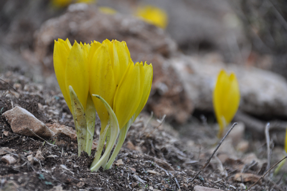 חלמוניות בשביל הפסגה בהר מירון