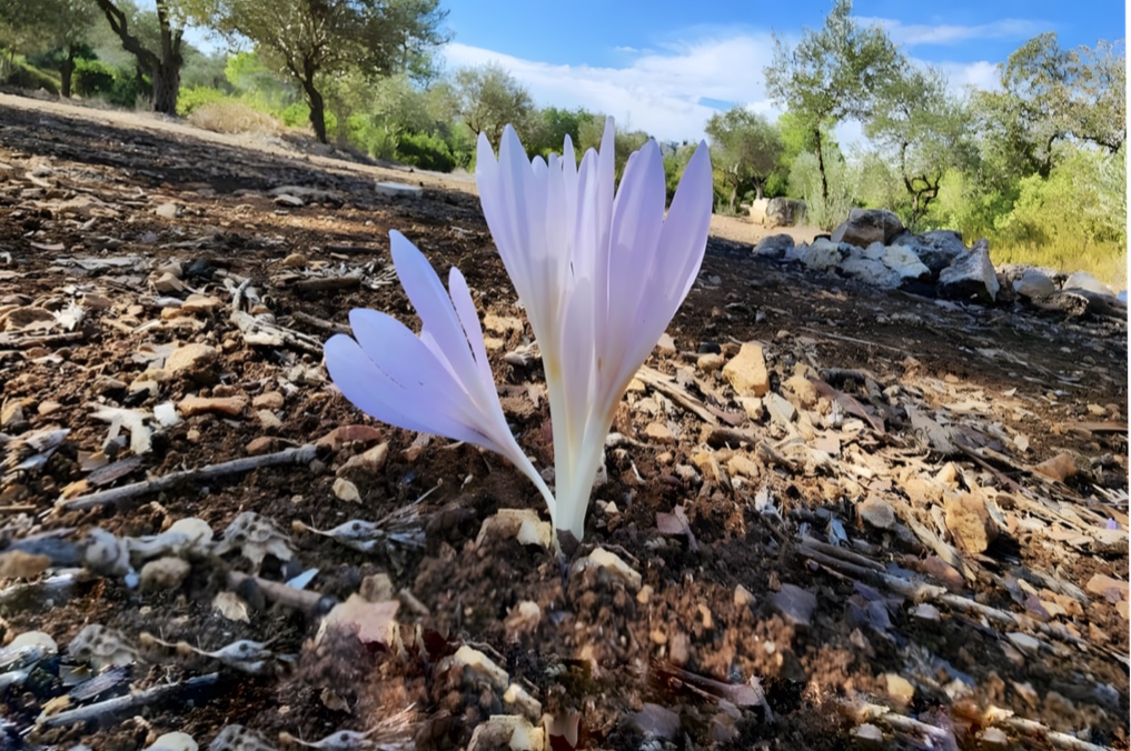 עמק המצלבה סתווניות ירושלים