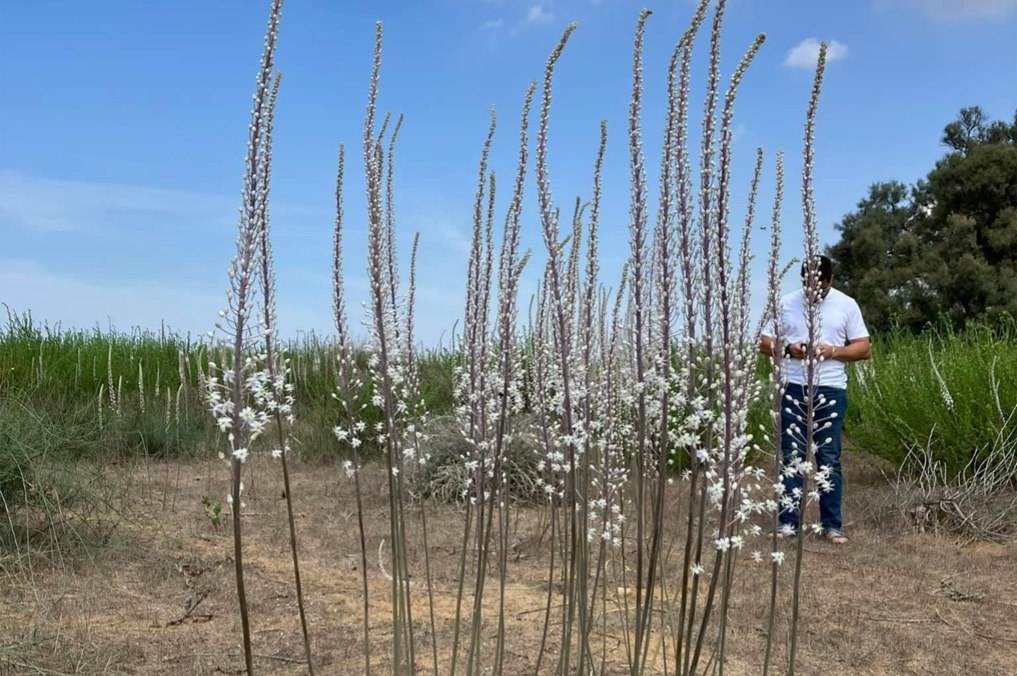 חצבים בחולות כרמיה - ארנון זמורה מאחורי החצבים