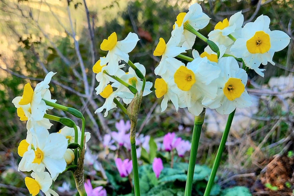 נרקיסים ורקפות בפריחה במצוק הארבעים - הכרמל