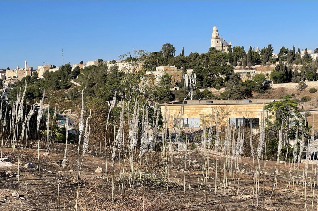 החצבים בגבעת התנ״ך מול נוף הר ציון