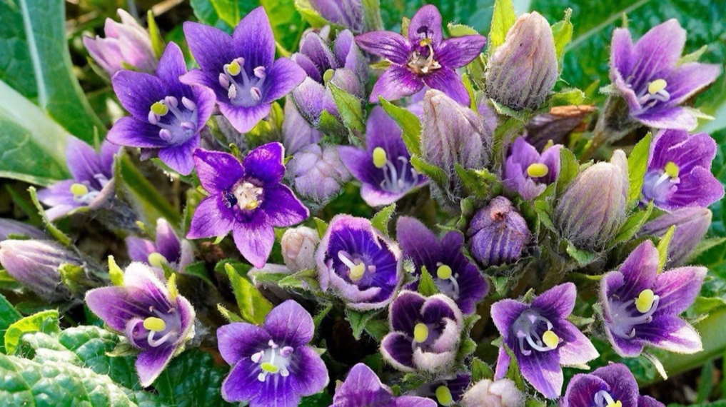 דודאים פורחים בשמורת אלוני יצחק