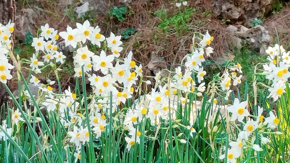 פריחת נרקיסים בעמק המצלבה בירושלים