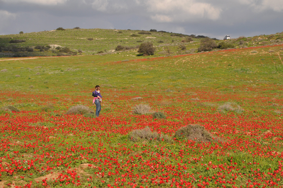 כלניות בפריחה בנחל אדוריים - חבל לכיש