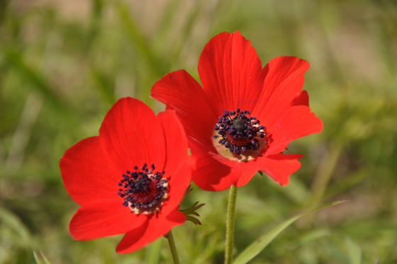 כלניות בפריחה בשדות אמציה, סמוך למערות חזן - חבל לכיש