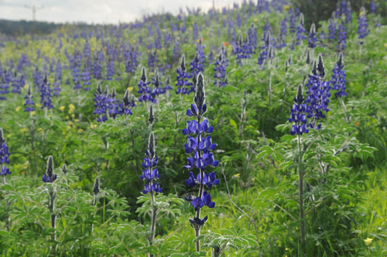 תורמוסים בפריחה צפופה בשטח פארק חגית - רמות מנשה