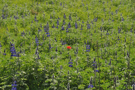 תורמוסים פורחים בגבעת ההנצחה ברמות מנשה