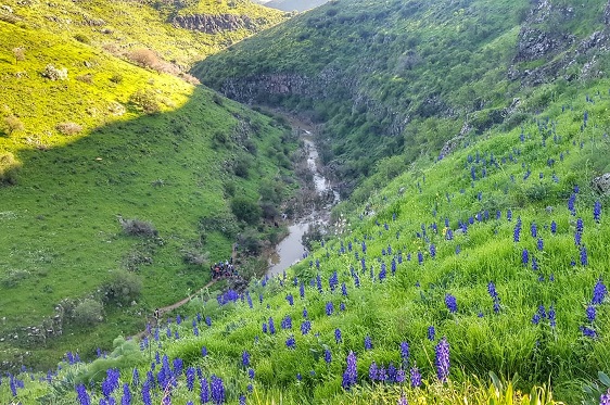 תורמוסים בפריחה על המדרונות המוריקים ועל רקע זרימת נחל תבור - הגליל התחתון