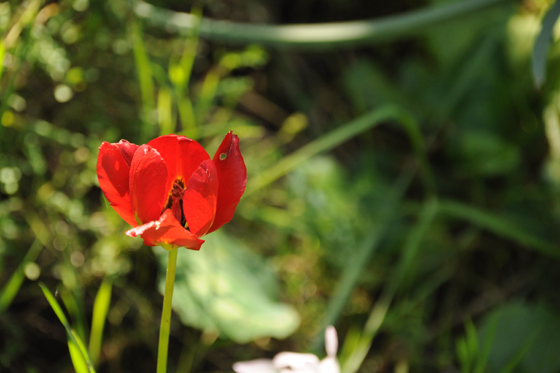 פרח הנורית בפריחה ביער ראש העין - מישור חוף השפלה