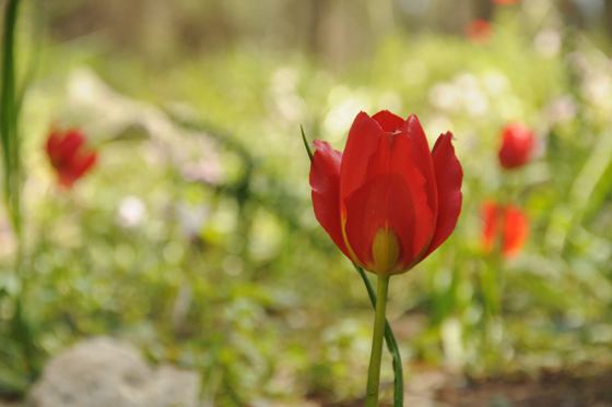 צבעונים בפריחה ביער ראש העין - מישור חוף השפלה