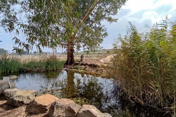 חורשת אבינועם - דרום רמת הגולן