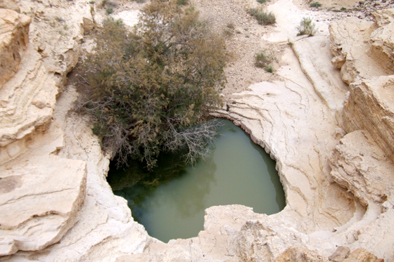 גב נחל שרף עליון