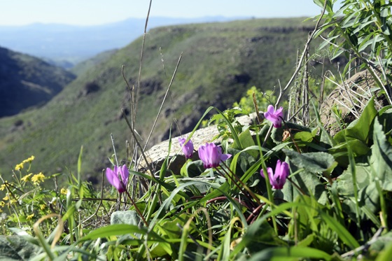 רקפות פורחות במצוקי נחל דליות - דרום רמת הגולן