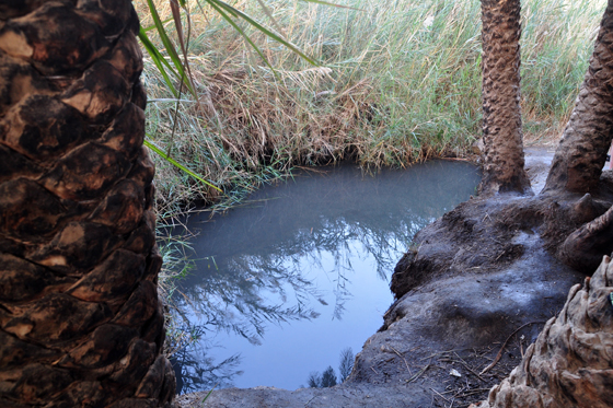עין פלוטית, מעיין האהבה הנסתר בצפון הערבה