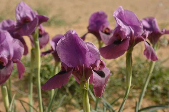 איריס הנגב בפריחה בלב החולות, צפונית לאשלים - מרכז הנגב