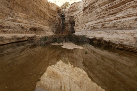 עין עבדת בנגב