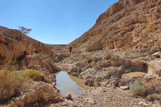 גב מנין ביובל של נחל גרופית - מרכז הערבה
