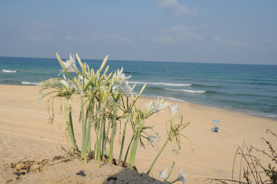 חבצלות החוף במצודת אשדוד ים