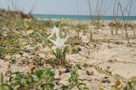 חבצלתו החוף במעיין צבי