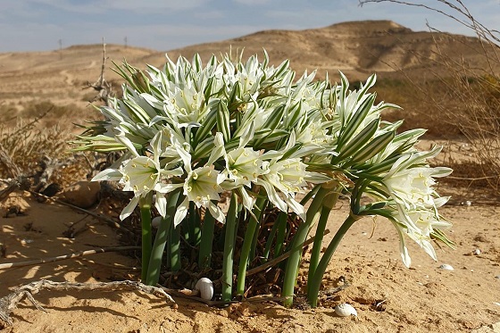 זר חבצלת הנגב במישור ימין