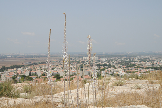 החצבים על הגבע (מגדל צדק) משקיפים על ראש העין