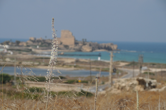 פריחת חצבים בחורבת קרתא בעתלית