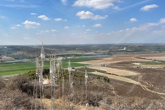 פריחת חצבים במדרונות יער צרעה