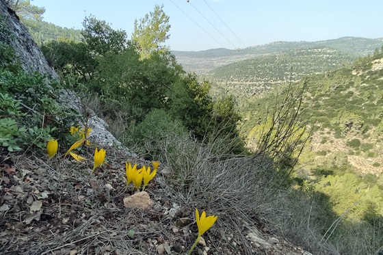 חלמוניות נחל קטלב