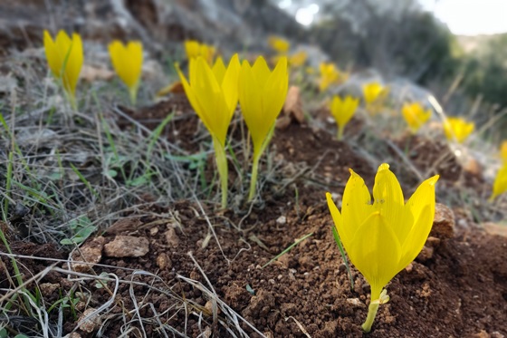 חלמוניות שמורת סנסן