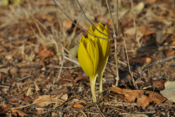 צמד חלמוניות ביער יתיר