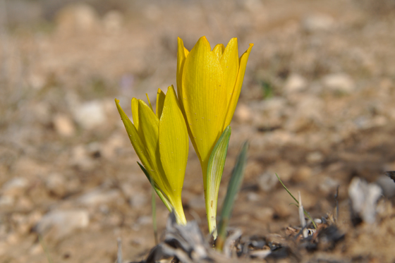 צמד חלמוניות בגבעות גורל סמוך ללהבים