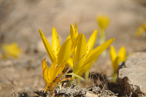 חלמוניות בשביל החלמוניות ברכס בוקר