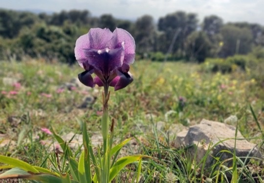 איריס הגלבוע בפריחה בין הר ברקן להר אחינועם - הגלבוע