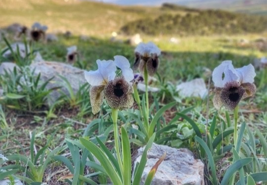 איריס נצרתי בפריחה בגבעת המורה - גליל תחתון