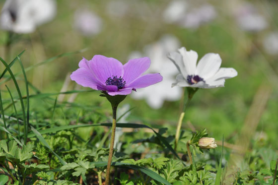 כלניות צבעוניות פורחות בשמורת אלוני אבא - העמקים